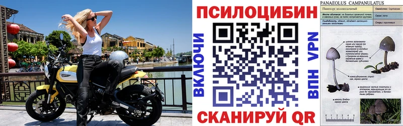 Псилоцибиновые грибы мицелий  Махачкала 